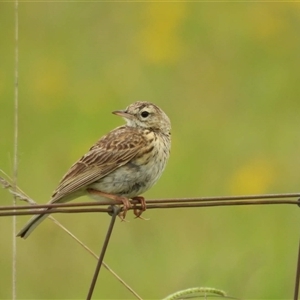 Anthus australis at Macgregor, ACT - 1 Jan 2024