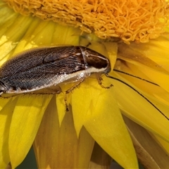 Balta spuria (A Balta Cockroach) at Acton, ACT - 15 Oct 2024 by kasiaaus