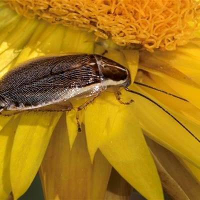 Balta spuria (A Balta Cockroach) at Acton, ACT - 15 Oct 2024 by kasiaaus