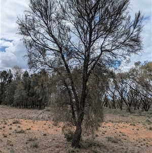 Allocasuarina luehmannii (Bulloak) at Urana, NSW by Darcy