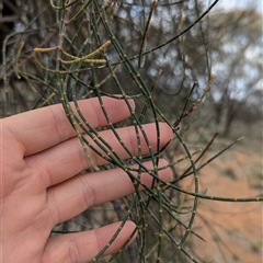 Allocasuarina luehmannii at Urana, NSW - 16 Oct 2024 02:37 PM