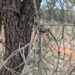 Allocasuarina luehmannii at Urana, NSW - 16 Oct 2024