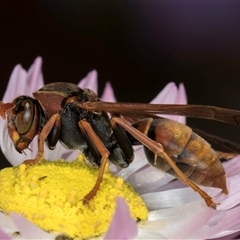 Polistes (Polistella) humilis (Common Paper Wasp) at Acton, ACT - 15 Oct 2024 by kasiaaus