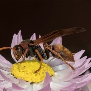 Polistes (Polistella) humilis at Acton, ACT - 16 Oct 2024