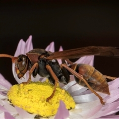 Polistes (Polistella) humilis at Acton, ACT - 16 Oct 2024