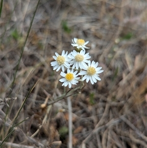 Rhodanthe corymbiflora at Urana, NSW - 16 Oct 2024