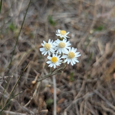 Rhodanthe corymbiflora (Paper Sunray) at Urana, NSW - 16 Oct 2024 by Darcy