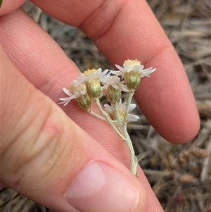 Rhodanthe corymbiflora at Urana, NSW - 16 Oct 2024