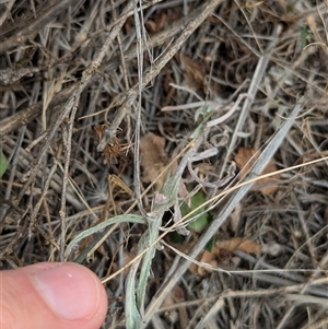 Rhodanthe corymbiflora at Urana, NSW - 16 Oct 2024 02:39 PM