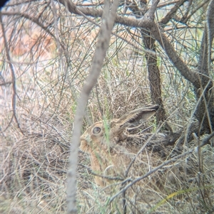 Lepus capensis (Brown Hare) at Urana, NSW by Darcy