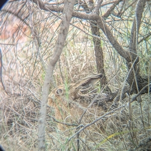 Lepus capensis at Urana, NSW - 16 Oct 2024 02:46 PM