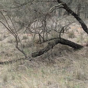 Lepus capensis at Urana, NSW - 16 Oct 2024 02:46 PM