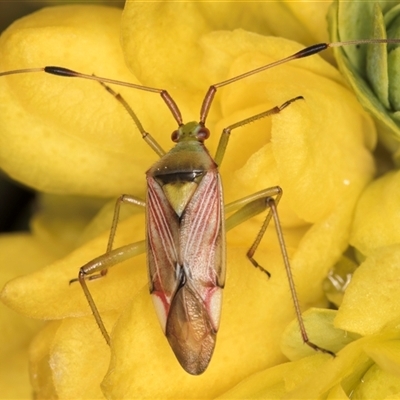 Pseudopantilius australis (Red and Green Mirid Bug) at Acton, ACT - 15 Oct 2024 by kasiaaus