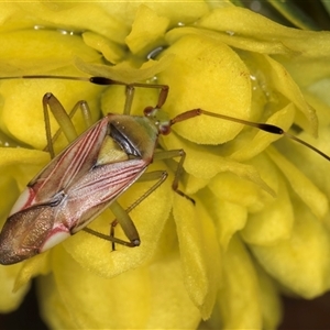 Pseudopantilius australis at Acton, ACT - 16 Oct 2024