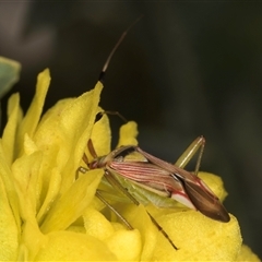 Pseudopantilius australis at Acton, ACT - 16 Oct 2024