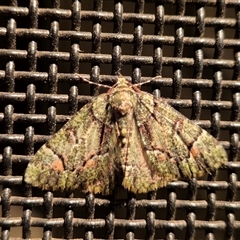 Aeolochroma metarhodata (Tea-tree Emerald) at Latham, ACT - 11 Sep 2024 by LD12