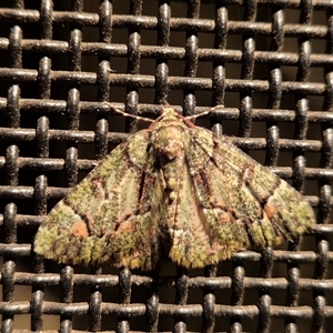 Aeolochroma metarhodata at Latham, ACT - 11 Sep 2024