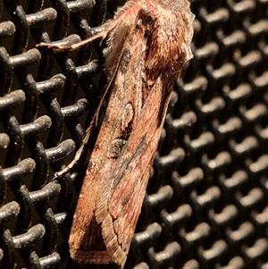 Agrotis munda at Latham, ACT - 11 Sep 2024 09:36 PM