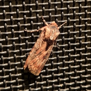 Agrotis munda at Latham, ACT - 11 Sep 2024