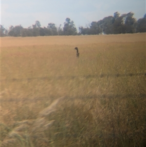 Dromaius novaehollandiae (Emu) at Urana, NSW by Darcy