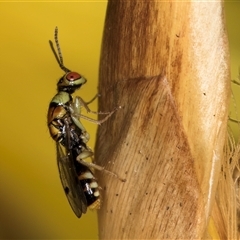 Megastigmus sp. (genus) (Parasitic wasp) at Acton, ACT - 16 Oct 2024 by kasiaaus