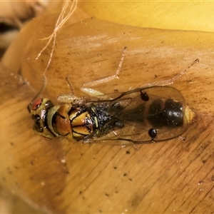 Megastigmus sp. (genus) at Acton, ACT - 16 Oct 2024