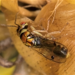 Megastigmus sp. (genus) at Acton, ACT - 16 Oct 2024