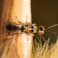 Megastigmus sp. (genus) at Acton, ACT - 16 Oct 2024