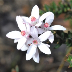 Unidentified Other Shrub at Sassafras, NSW - 16 Oct 2024 by Harrisi