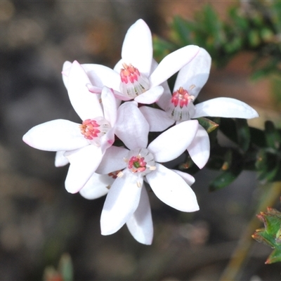 Unverified Other Shrub at Sassafras, NSW - 16 Oct 2024 by Harrisi