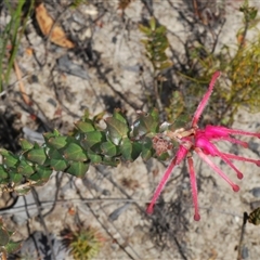 Grevillea baueri (Bauer’s Grevillea) at Sassafras, NSW - 16 Oct 2024 by Harrisi