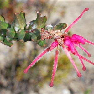 Grevillea baueri at Sassafras, NSW - 16 Oct 2024 02:25 PM