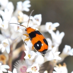 Aulacophora hilaris (Pumpkin Beetle) at Tianjara, NSW - 16 Oct 2024 by Harrisi
