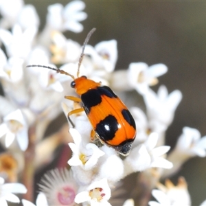 Coleoptera (order) at Tianjara, NSW by Harrisi