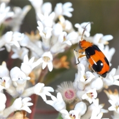 Aulacophora hilaris at Tianjara, NSW - 16 Oct 2024 03:51 PM