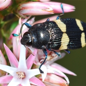 Castiarina bifasciata (Jewel beetle) at Boolijah, NSW by Harrisi