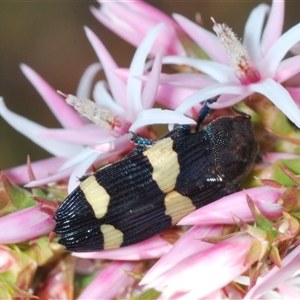 Castiarina bifasciata at Boolijah, NSW - 16 Oct 2024