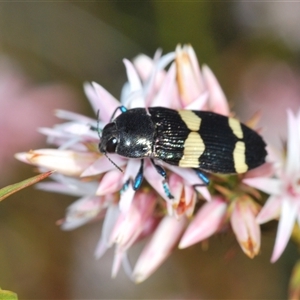 Castiarina bifasciata at Boolijah, NSW - 16 Oct 2024