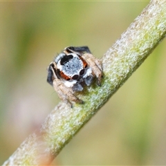 Maratus anomalus (Blue Peacock spider) at Boolijah, NSW - 16 Oct 2024 by Harrisi