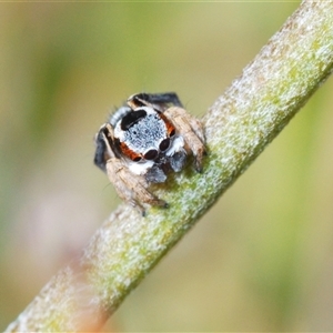 Maratus anomalus at Boolijah, NSW - 16 Oct 2024