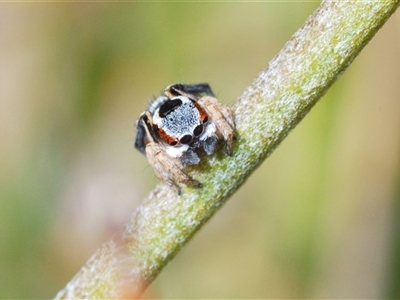 Maratus anomalus (Blue Peacock spider) at Boolijah, NSW - 16 Oct 2024 by Harrisi