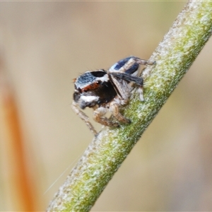 Maratus anomalus at Boolijah, NSW - suppressed