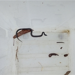 Cryptophis nigrescens (Eastern Small-eyed Snake) at Upper Pappinbarra, NSW - 16 Oct 2024 by Brouhaha