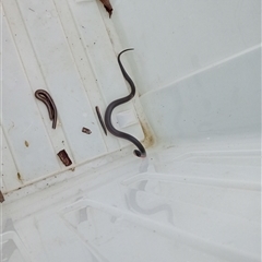 Cryptophis nigrescens at Upper Pappinbarra, NSW - 16 Oct 2024 12:38 PM