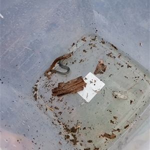 Unidentified Snake at Upper Pappinbarra, NSW by Brouhaha