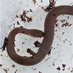 Hemiaspis signata at Upper Pappinbarra, NSW - 16 Oct 2024 12:34 PM