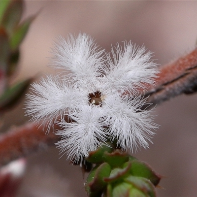 Styphelia attenuatus (Small-leaved Beard Heath) at Tharwa, ACT - 21 Aug 2024 by TimL