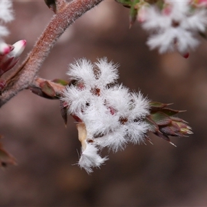 Styphelia attenuata at Tharwa, ACT - 21 Aug 2024