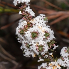 Styphelia attenuata at Tharwa, ACT - 21 Aug 2024