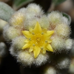 Unidentified Other Shrub at Acton, ACT - 3 Aug 2024 by TimL